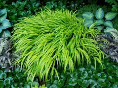 Name:  hakonechloa-all gold from a way to garden shade plants 2 blog post.jpg
Views: 5430
Size:  39.2 KB