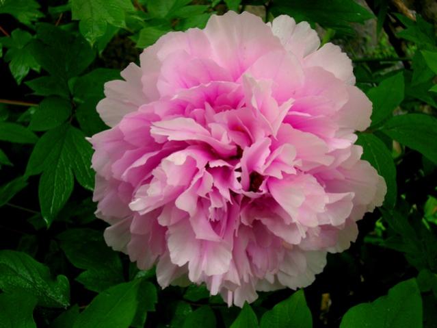 Name:  DSCN1823.jpg
Views: 1055
Size:  38.1 KB