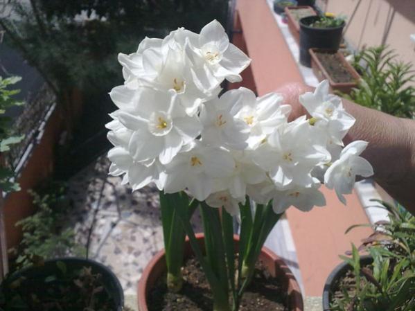 Name:  Kat.Koulu Nergis (1).jpg
Views: 2258
Size:  38.0 KB