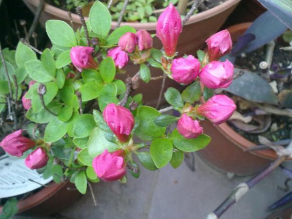 Name:  Aelya (1).jpg
Views: 2684
Size:  41.4 KB