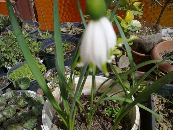 Name:  Leucojum aestivum (5).jpg
Views: 2250
Size:  55.7 KB