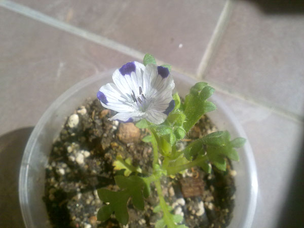 Name:  Nemophila (2).jpg
Views: 2761
Size:  59.2 KB