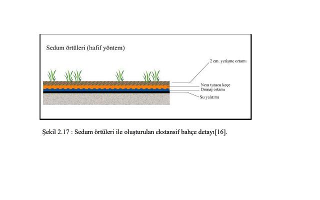 Name:  sedum2.jpg
Views: 1408
Size:  17.1 KB