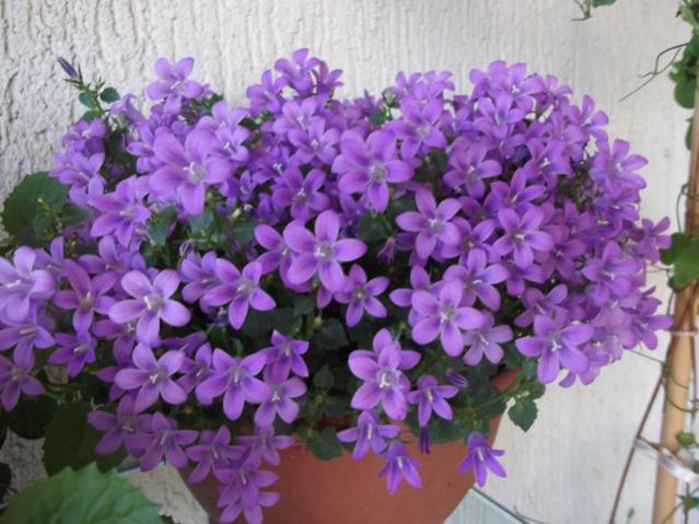 Name:  2012 MART 458.jpg
Views: 11383
Size:  51.8 KB