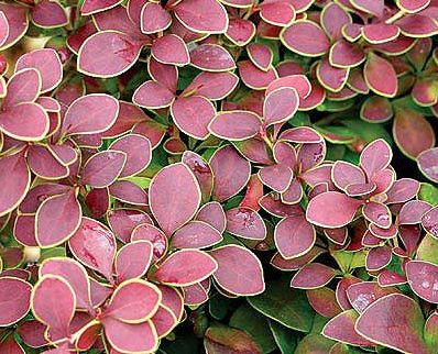 Name:  berberis-goldenring.jpg
Views: 2519
Size:  48.3 KB