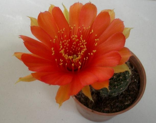 Name:  DSCN1882.jpg
Views: 931
Size:  27.5 KB