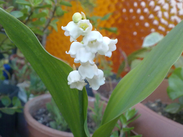 Name:  25042012784.jpg
Views: 3202
Size:  68.7 KB