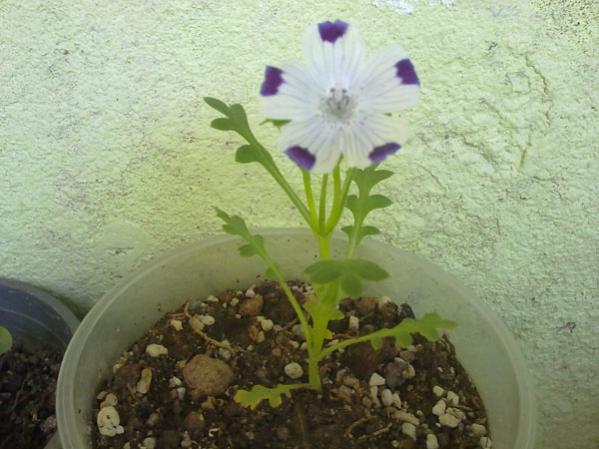 Name:  5 Nokta iei (1).jpg
Views: 2071
Size:  43.4 KB