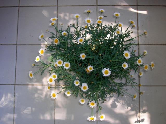 Name:  DSCN1884.jpg
Views: 1515
Size:  44.9 KB