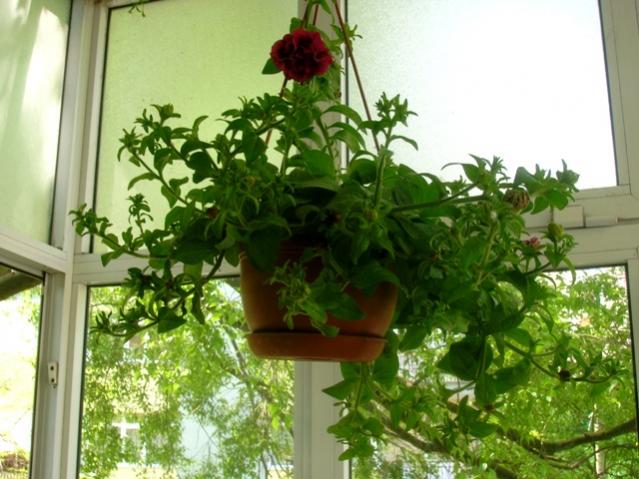 Name:  DSCN1889.jpg
Views: 1168
Size:  53.7 KB