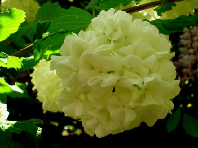 Name:  DSCN1899.jpg
Views: 1170
Size:  33.9 KB