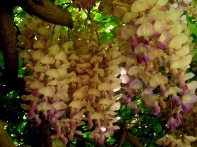 Name:  DSCN1900.jpg
Views: 1249
Size:  50.1 KB
