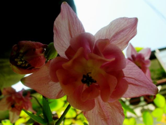 Name:  DSCN1903.jpg
Views: 1187
Size:  30.0 KB