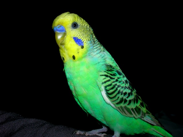 Name:  DSCN1904.JPG
Views: 1214
Size:  61.7 KB