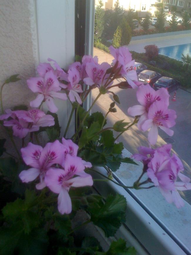 Name:  pembe ceylan.jpg
Views: 744
Size:  60.4 KB