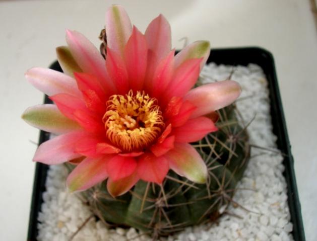 Name:  DSCN1912.jpg
Views: 1195
Size:  31.2 KB