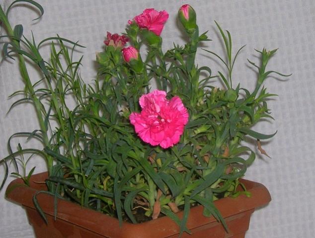 Name:  DSCN1956.jpg
Views: 1115
Size:  49.8 KB