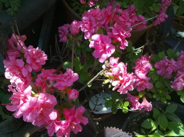 Name:  Aalya(05.05.12).jpg
Views: 1987
Size:  48.1 KB