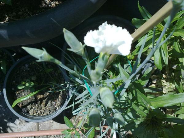 Name:  B.Karanfil(05.05.12).jpg
Views: 2405
Size:  49.2 KB