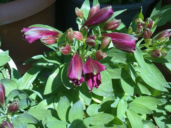 Name:  Kelebek Orkidesi(05.05.12).jpg
Views: 2486
Size:  54.3 KB