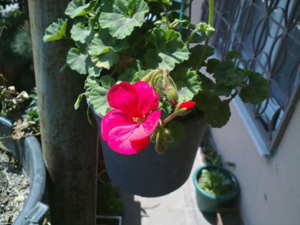 Name:  Sardunya(05.05.12).jpg
Views: 2127
Size:  38.9 KB