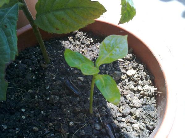 Name:  T.Hurmas(05.05.12).jpg
Views: 3334
Size:  43.5 KB