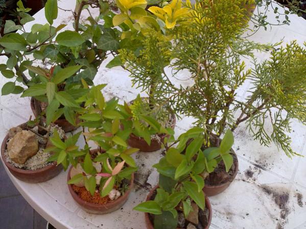 Name:  05052012816.jpg
Views: 2416
Size:  62.0 KB