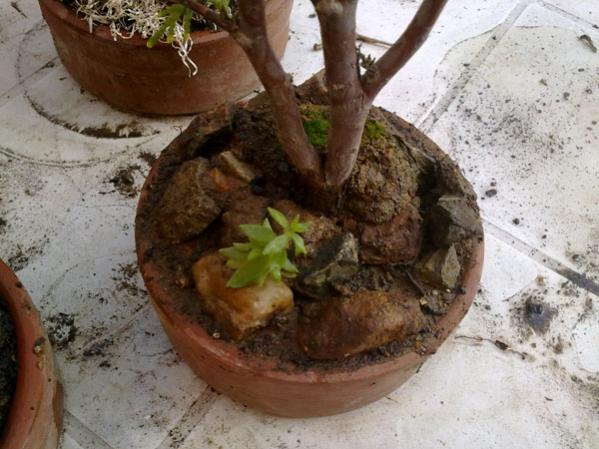Name:  05052012820.jpg
Views: 2160
Size:  48.5 KB