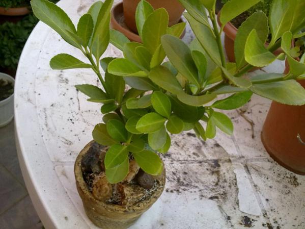 Name:  05052012830.jpg
Views: 1980
Size:  43.0 KB
