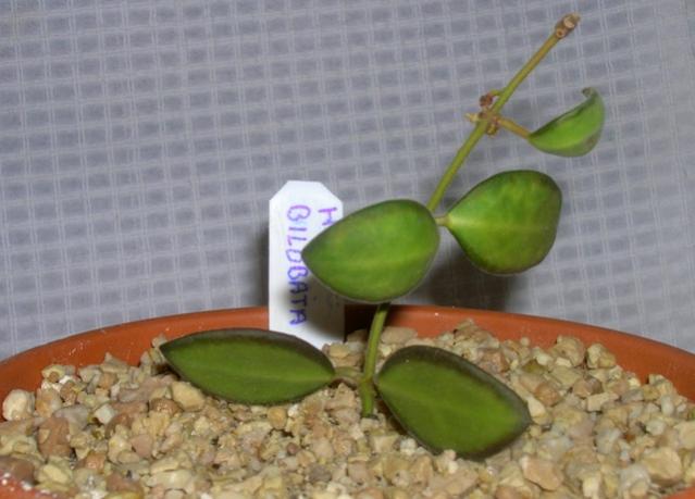 Name:  hoya bilobata.jpg
Views: 1251
Size:  37.6 KB