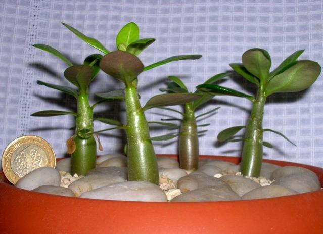 Name:  adenium2.jpg
Views: 1092
Size:  42.3 KB