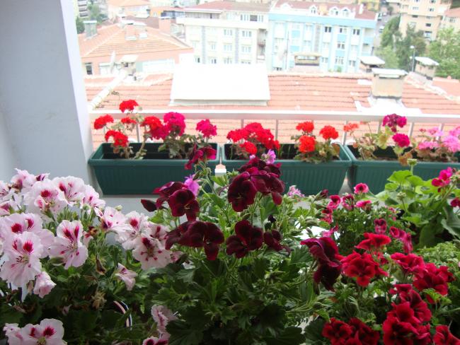 Name:  09.05.2012 101.jpg
Views: 4927
Size:  64.4 KB
