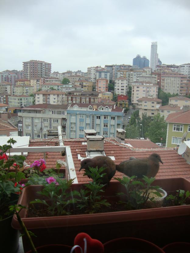 Name:  09.05.2012 131.jpg
Views: 4809
Size:  70.1 KB