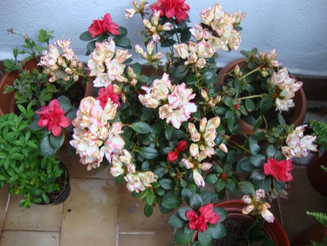 Name:  09.05.2012 079.jpg
Views: 4999
Size:  58.9 KB