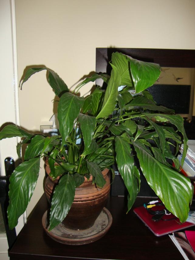Name:  09.05.2012 127.jpg
Views: 4821
Size:  70.4 KB