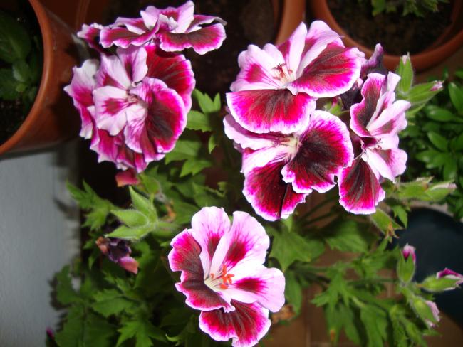 Name:  09.05.2012 114.jpg
Views: 4706
Size:  54.8 KB