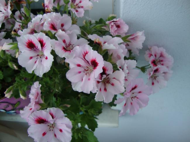 Name:  09.05.2012 115.jpg
Views: 5251
Size:  40.1 KB