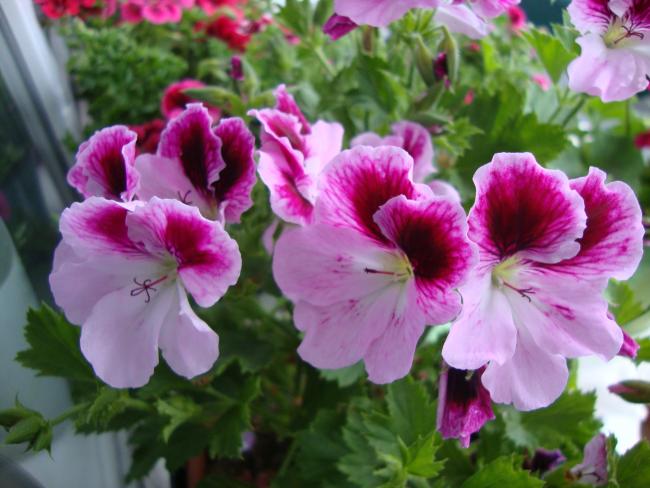Name:  09.05.2012 112.jpg
Views: 5088
Size:  47.5 KB