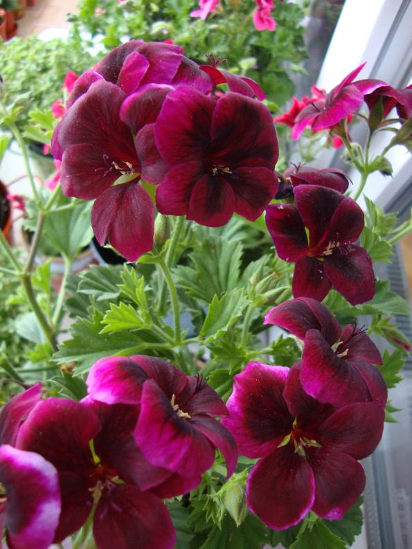 Name:  09.05.2012 090.jpg
Views: 5032
Size:  73.2 KB