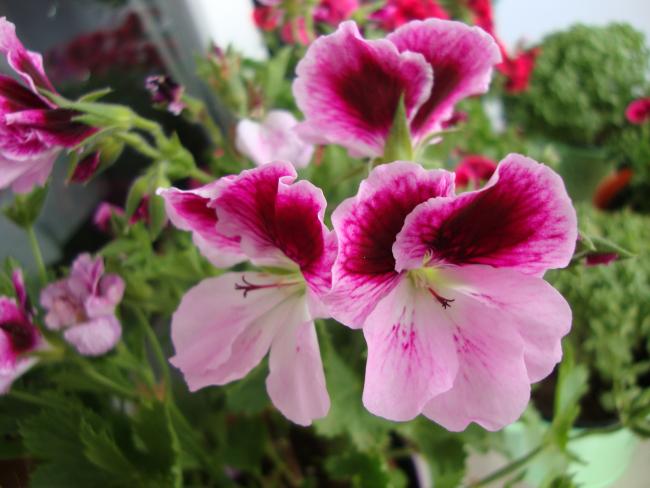 Name:  09.05.2012 088.jpg
Views: 5532
Size:  42.0 KB