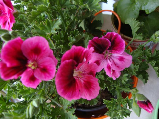 Name:  09.05.2012 091.jpg
Views: 4823
Size:  53.8 KB