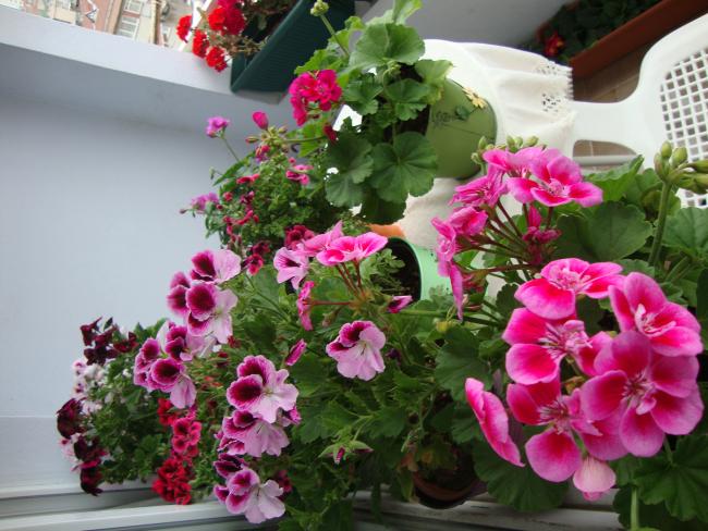 Name:  DSC02716.jpg
Views: 4755
Size:  57.9 KB