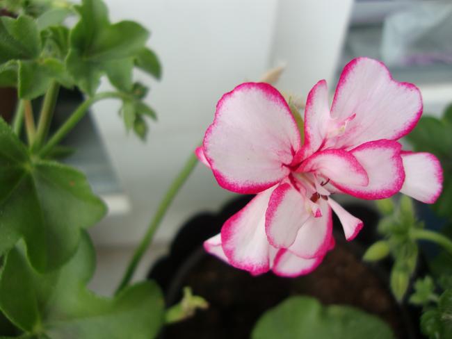Name:  09.05.2012 083.jpg
Views: 4652
Size:  29.3 KB