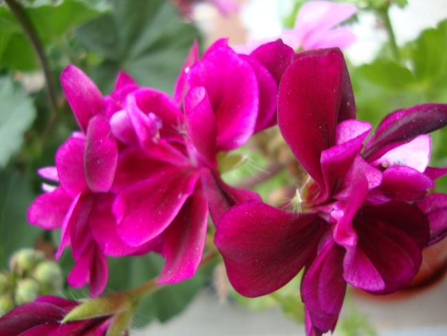 Name:  09.05.2012 084.jpg
Views: 4373
Size:  37.4 KB