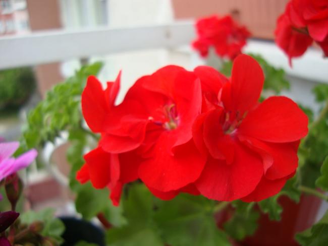 Name:  09.05.2012 087.jpg
Views: 4417
Size:  27.1 KB