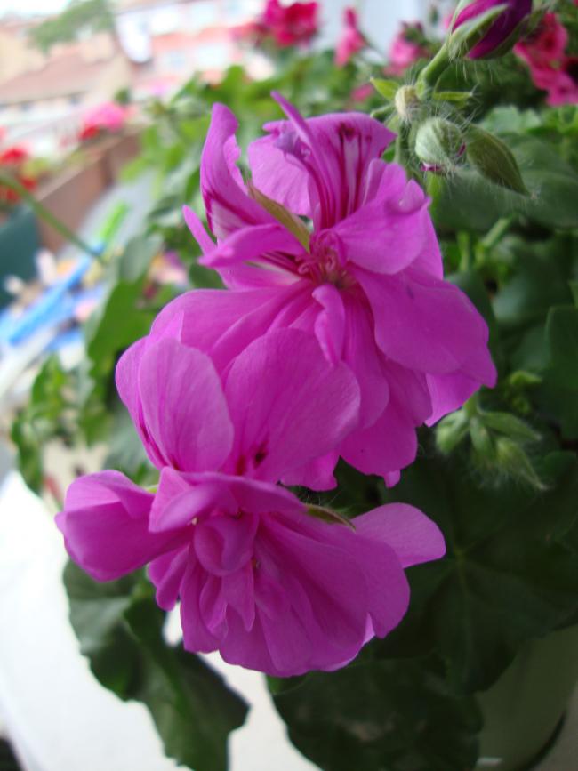 Name:  09.05.2012 092.jpg
Views: 4426
Size:  52.7 KB