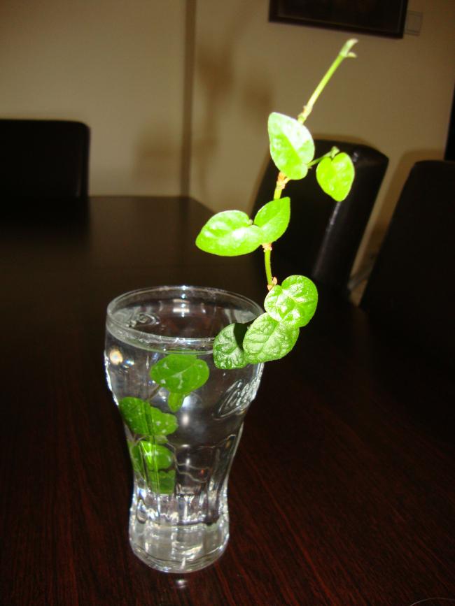Name:  09.05.2012 129.jpg
Views: 4692
Size:  45.0 KB