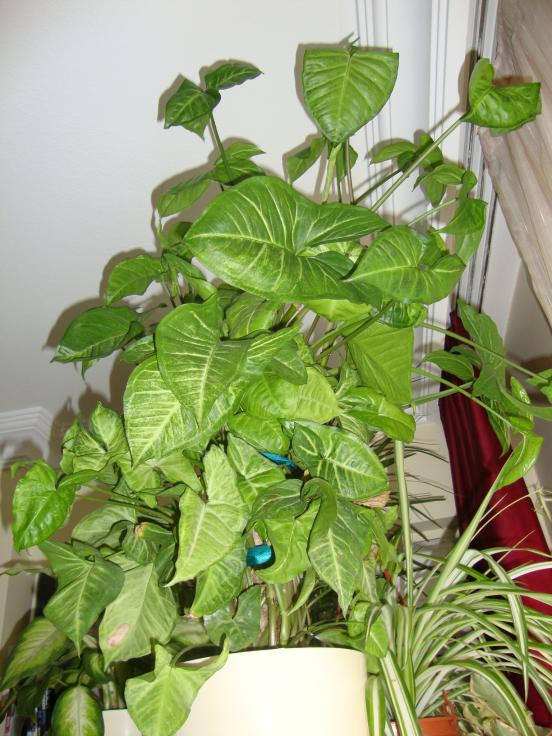 Name:  09.05.2012 119.jpg
Views: 6033
Size:  73.2 KB