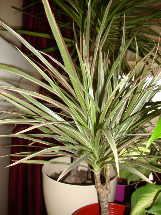 Name:  09.05.2012 120.jpg
Views: 4599
Size:  76.9 KB