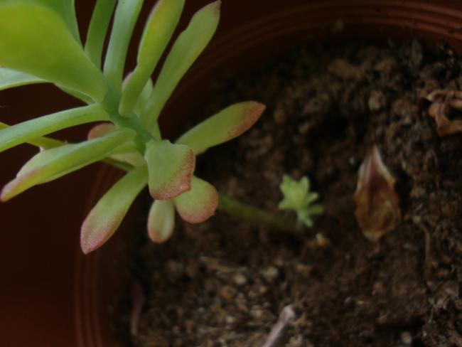 Name:  09.05.2012 100.jpg
Views: 4644
Size:  27.3 KB